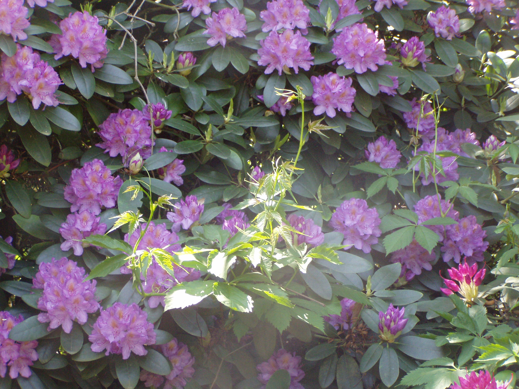 Buchlovice-rododen_2008_08.JPG